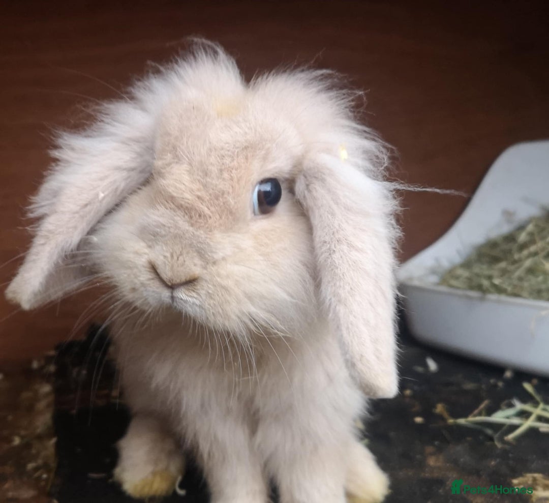 Mini Lop rabbits for sale: Stunning 2x mini lop and mini lop x lionhead - Image 1