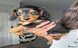 Dachshund dogs for sale: READY NOW LONGHAIRED MINIATURE DACHSHUNDS - Image 9