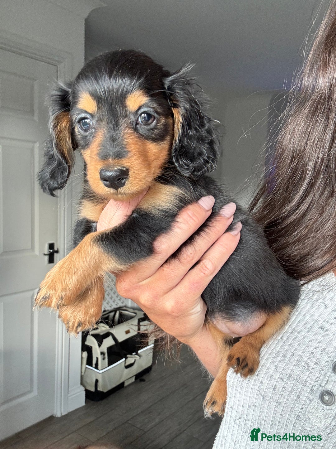 Dachshund dogs for sale: READY NOW LONGHAIRED MINIATURE DACHSHUNDS - Image 9