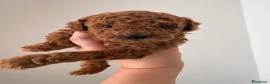Toy Poodle 2
