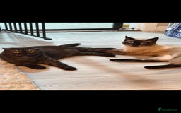 Scottish Fold cats for sale: Scottish fold x Siamese  - Image 10