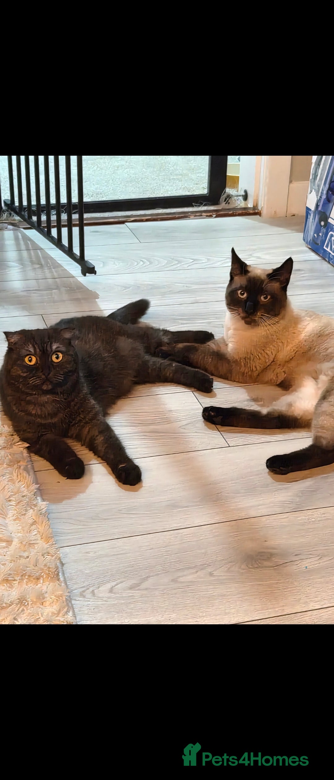 Scottish Fold cats for sale: Scottish fold x Siamese  - Image 10