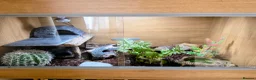 Leopard Gecko reptiles for sale: Leopard gecko [pickle] for sale in Abingdon - Advert 2