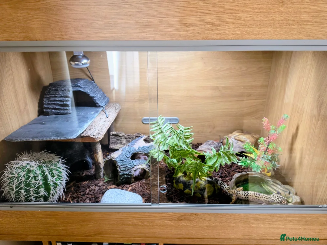 Leopard Gecko reptiles for sale: Leopard gecko [pickle] for sale in Abingdon - Advert 2
