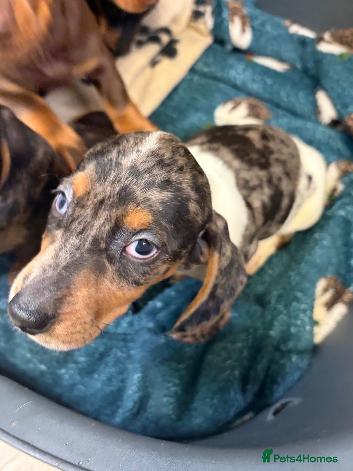 Miniature Dachshund dogs Last little boy pup left. Stunning rare colour  - Advert 1