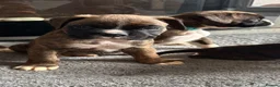 Boxer dogs for sale: Beautiful Kc boxer puppies  - Advert 14