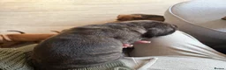 Mixed Breed dogs for sale: Cane corso x staff puppies  in Witham - Advert 11