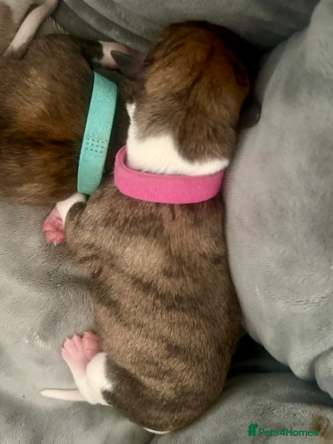 Whippet dogs for sale: Six Stunning Whippet Puppies in Mansfield - Advert 13