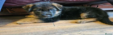German Shepherd Puppy 2