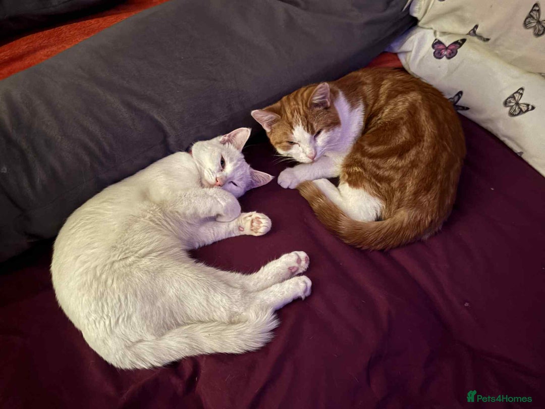 Domestic Shorthair cats for sale: Duchess and ozzy - Advert 1