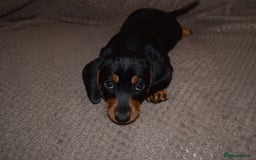 Dachshund dogs for sale: 3/4 MINIATURE SMOOTH DACHSHUND PUPPIES - Image 10