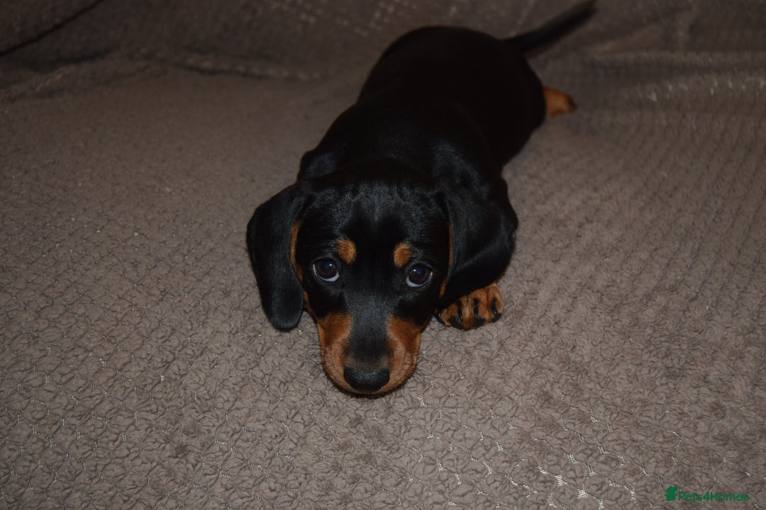 Dachshund dogs for sale: 3/4 MINIATURE SMOOTH DACHSHUND PUPPIES - Image 10