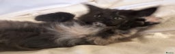 Maine Coon cats for sale: Tica Registered Maine Coon Girls  - Advert 4