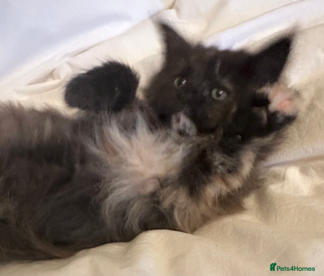 Maine Coon cats for sale: Tica Registered Maine Coon Girls  - Advert 4