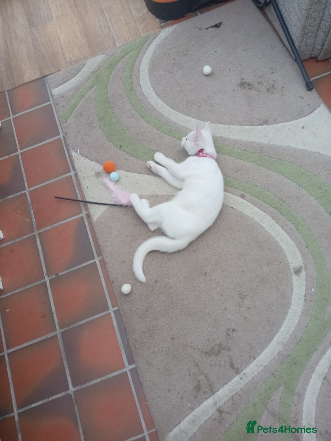 Mixed Breed cats for sale: Female kitten - Image 8