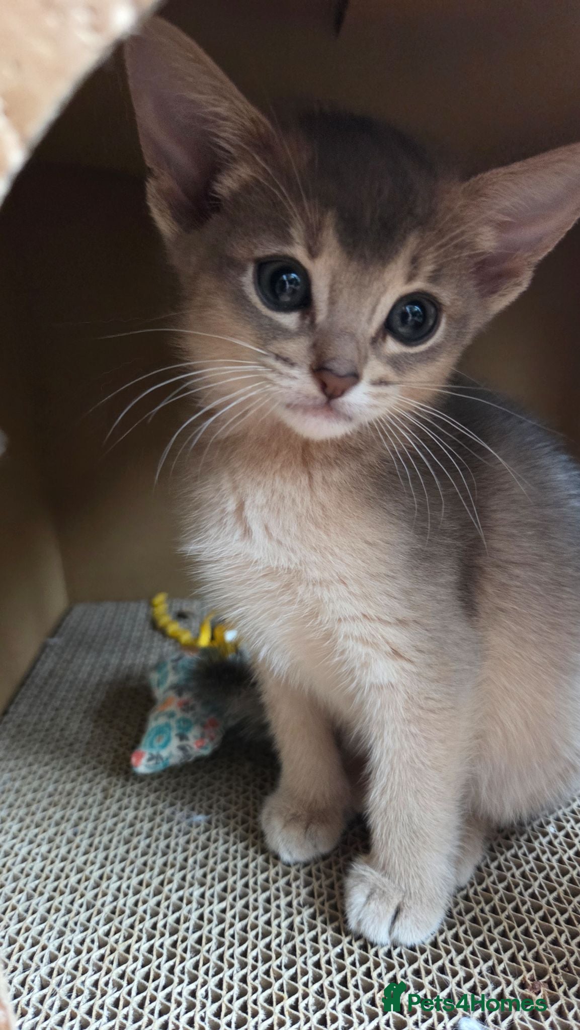 Abyssinian cats 2 Adorable Abyssinian kittens - TICA registered❤️ - Advert 2
