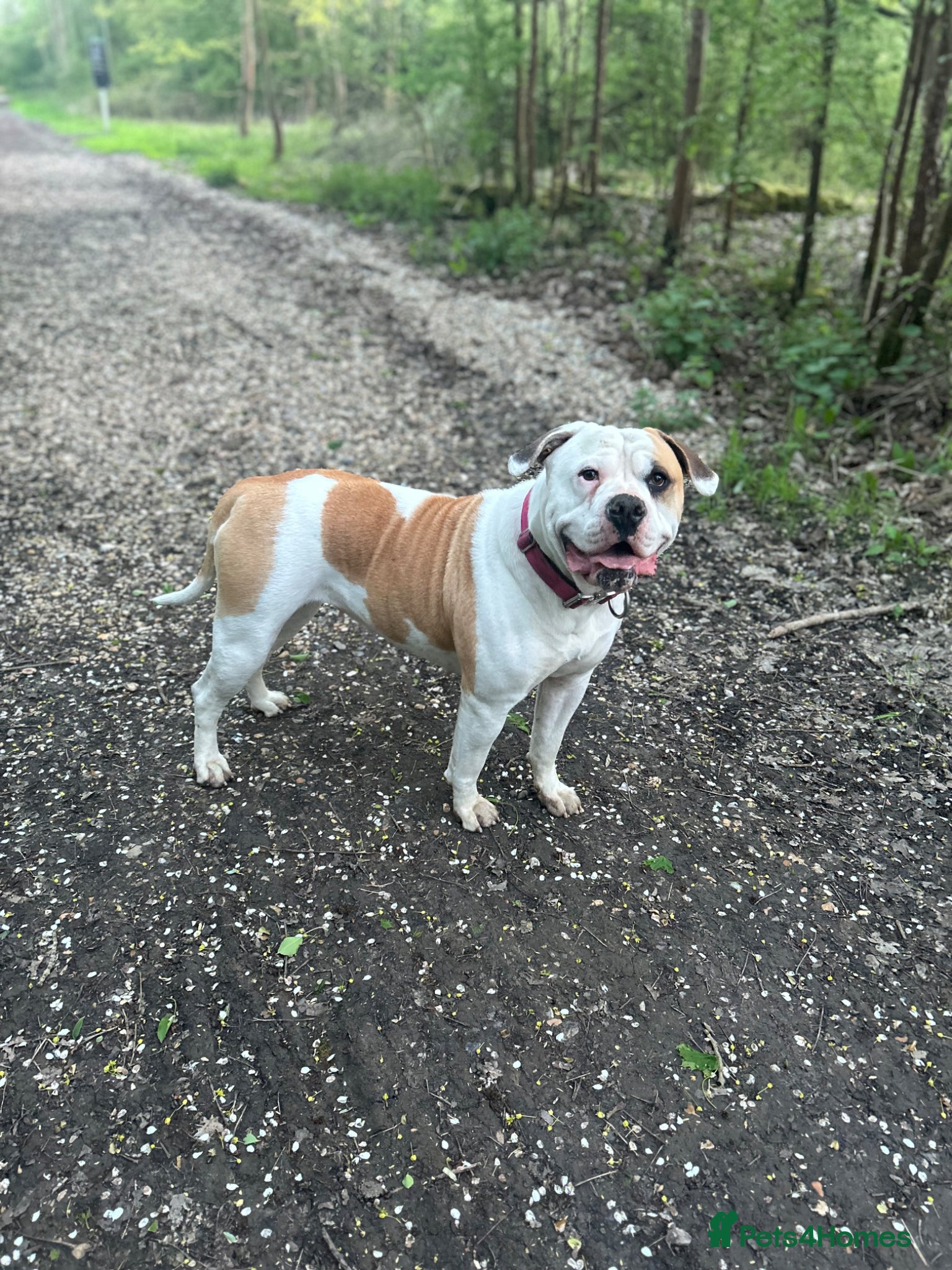 American Bulldog dogs for sale: American bulldog Scott type female 3 years old - Advert 4