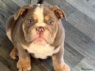English Bulldog dogs Our last girl. Lilac tri - fully vaccinated - Advert 10