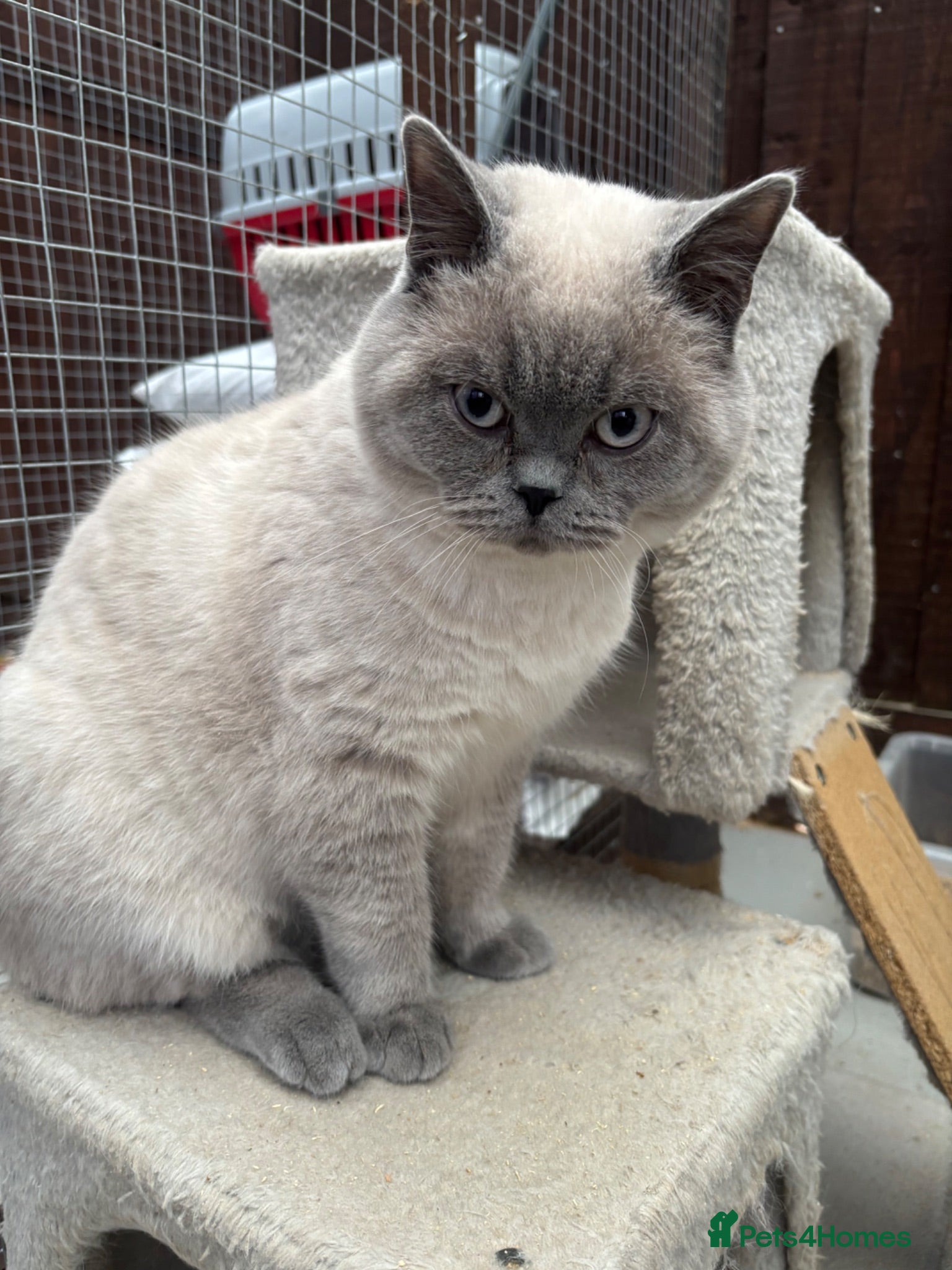 British Shorthair cats GGCF active British shorthair Blue CP  stud 2yrs - Advert 6