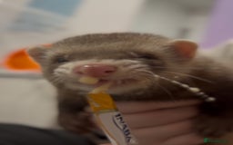 Ferret rodents for sale: Two ferret hobs - Image 4