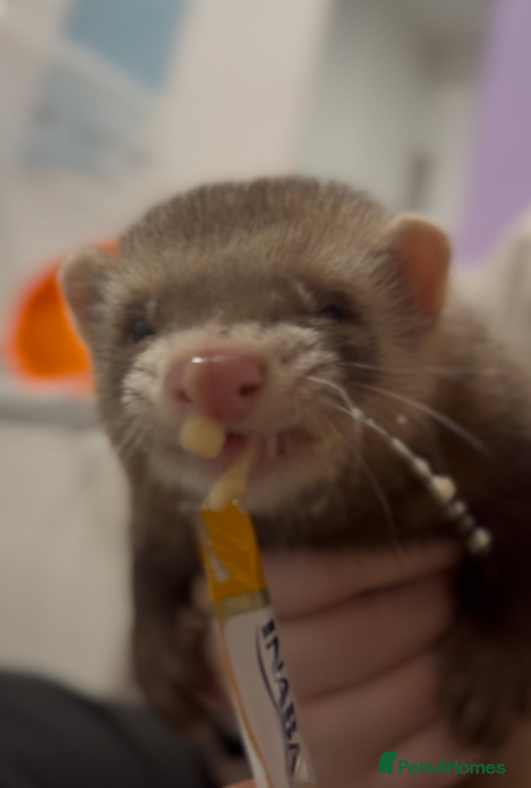 Ferret rodents for sale: Two ferret hobs - Image 4
