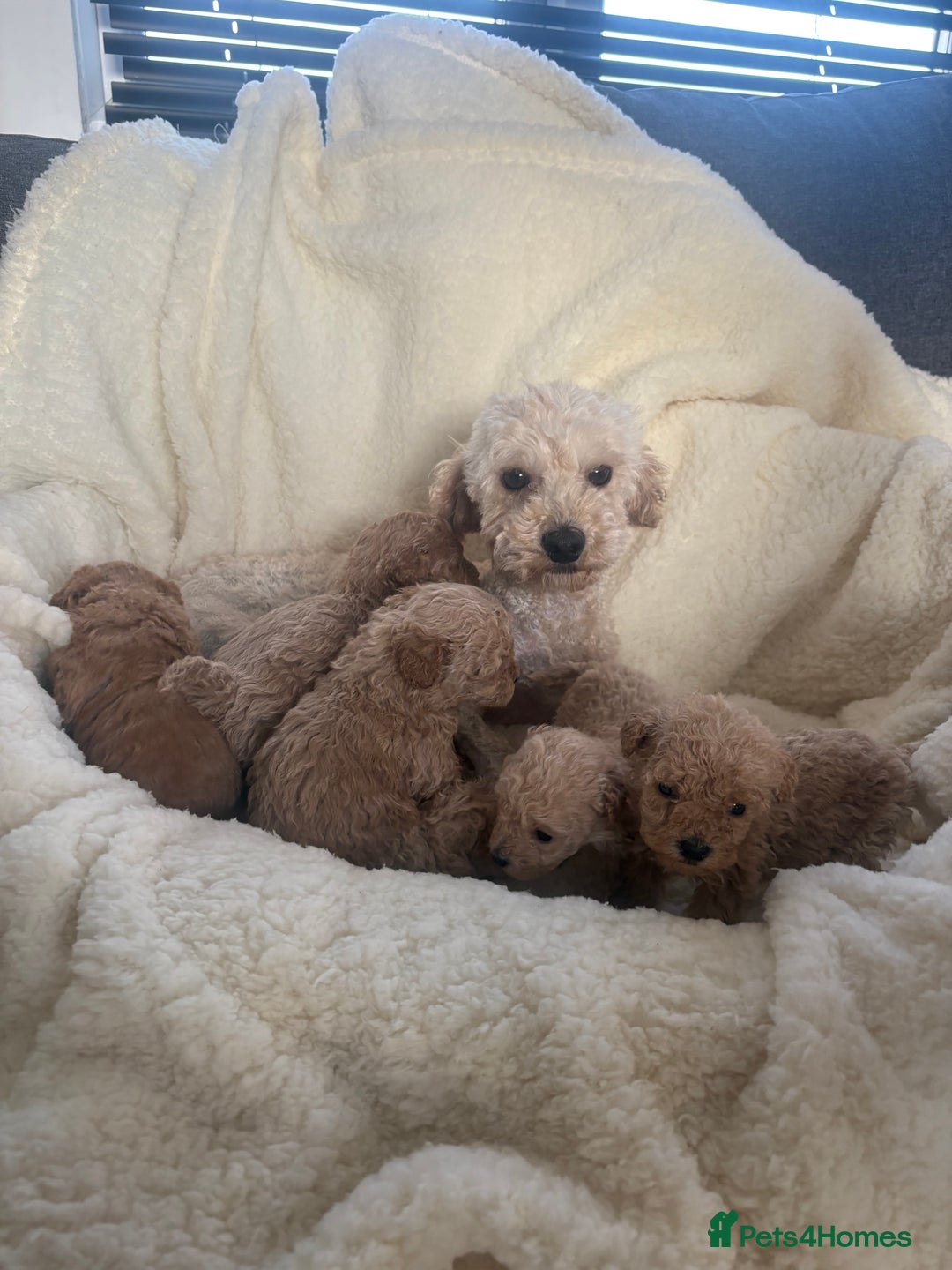 Yorkiepoo dogs for sale: F2b yorkipoo puppies - Advert 7