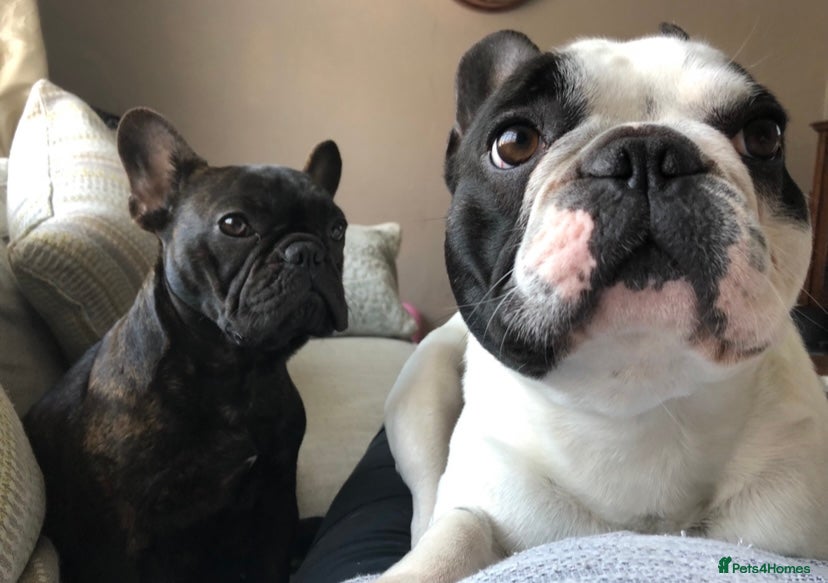 French Bulldog dogs URGENT REHOME - Two French Bulldogs for rehome! - Advert 2