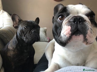 French Bulldog dogs URGENT REHOME - Two French Bulldogs for rehome! - Advert 2