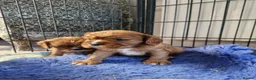 Cavalier King Charles Spaniel dogs for sale: KC reg Cavalier King Charles Spaniel puppies in Pudsey - Advert 6