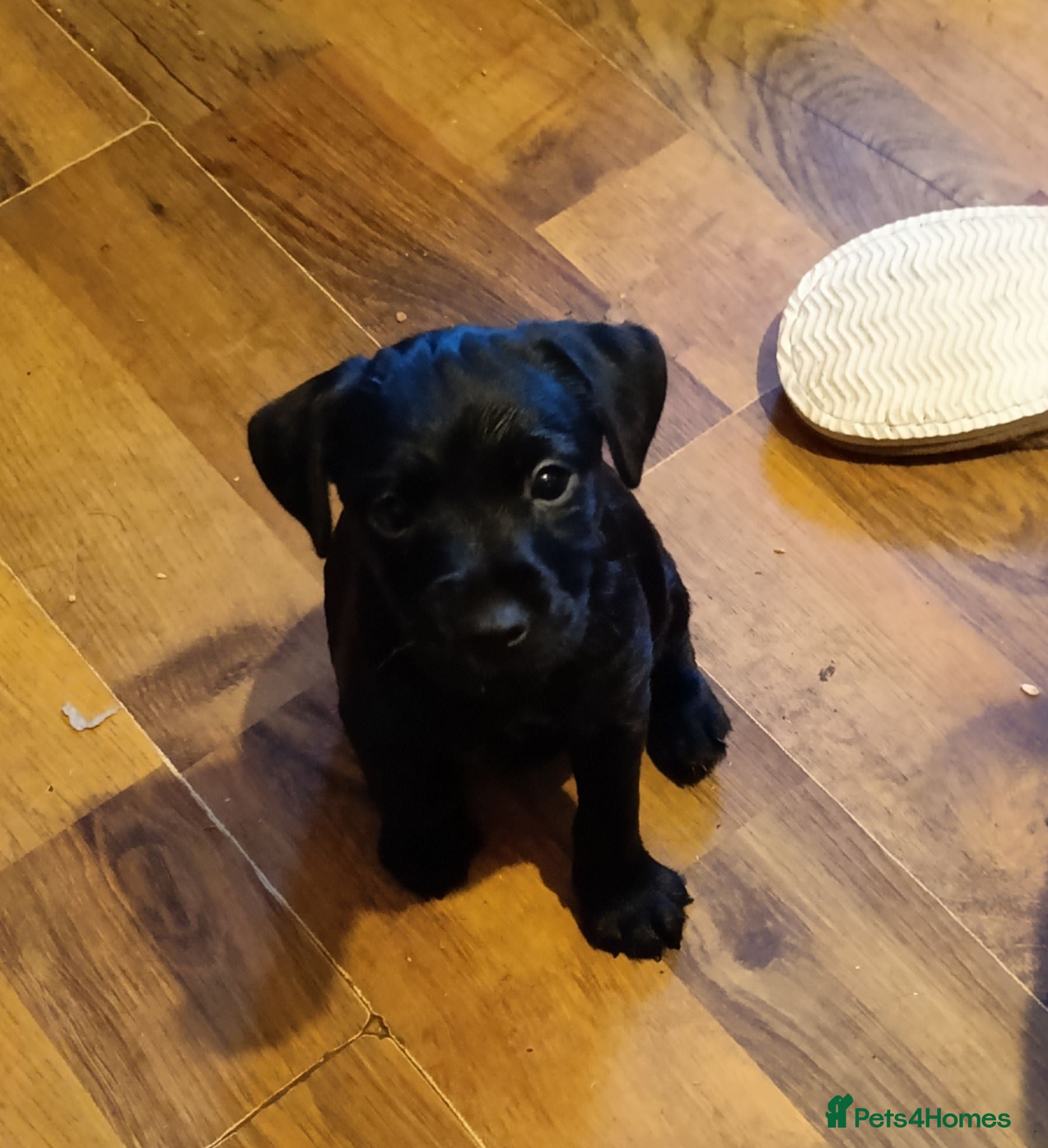 Mixed Breed dogs Beautiful terrier pups ready for their new home  - Advert 3