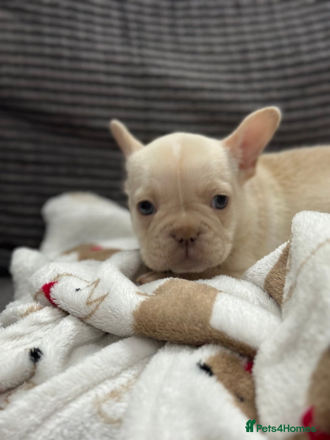 French Bulldog dogs for sale: French bulldog puppies Ready Now! - Advert 26