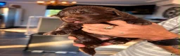 Newfoundland dogs for sale: Beautiful kc health tested Newfoundland puppies  - Advert 16