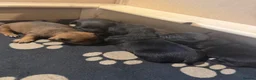 Patterjack dogs for sale: Patterjack Puppies  - Advert 10