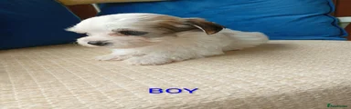 Havanese 3