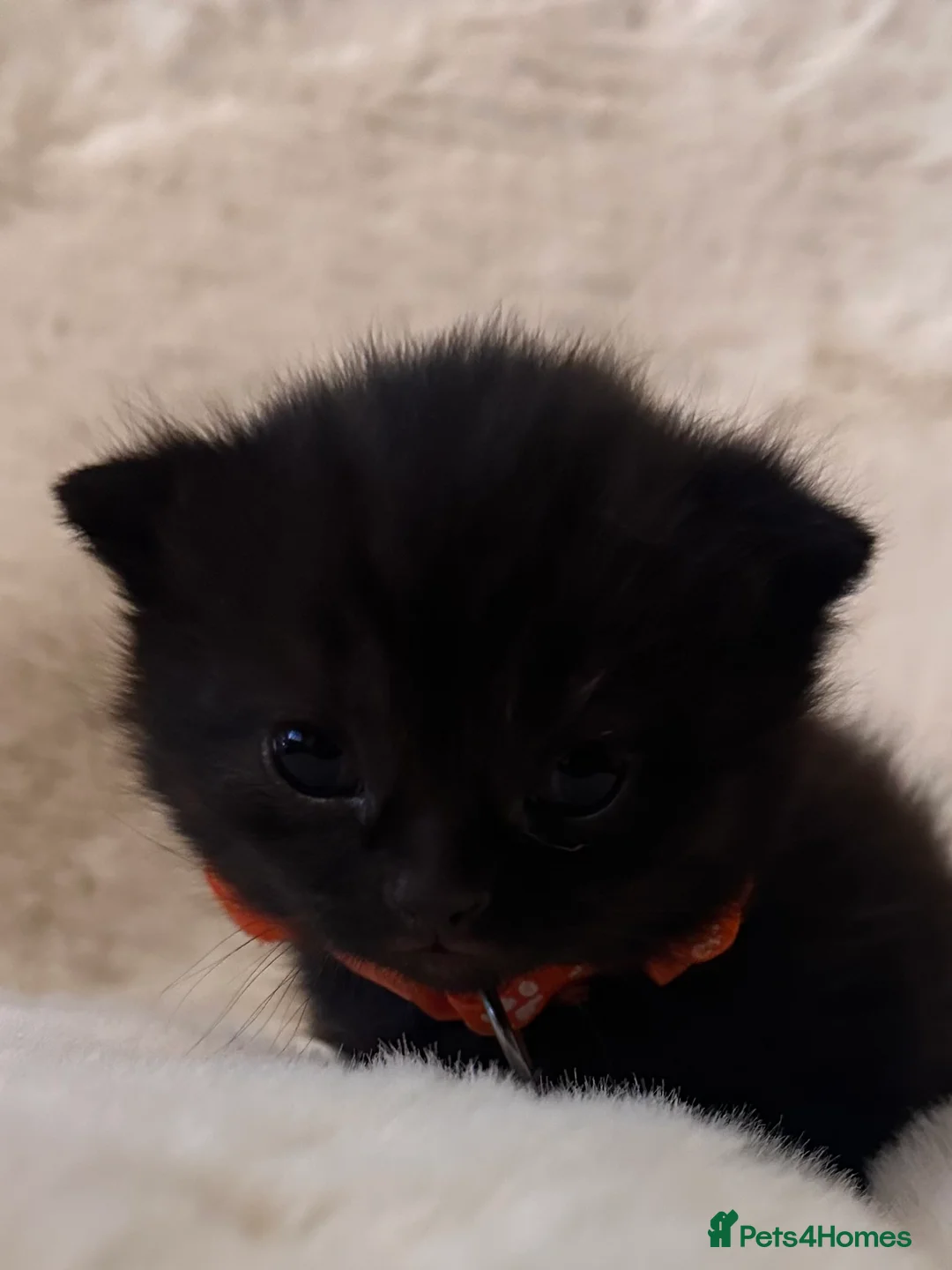 Scottish Fold cats for sale: Last rare choc baby available, weaned & ready ❤️  - Advert 7