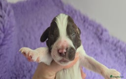 English Springer Spaniel dogs for sale: KC clear DNA vax vetted Springer Pups - Image 3