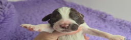 English Springer Spaniel dogs for sale: KC clear DNA vax vetted Springer Pups - Advert 15