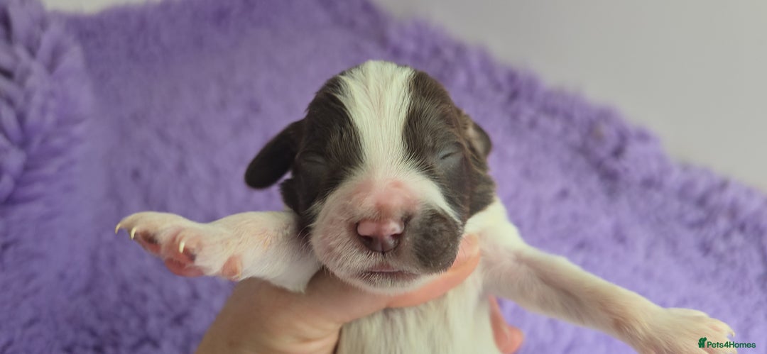 English Springer Spaniel dogs for sale: KC clear DNA vax vetted Springer Pups - Image 3