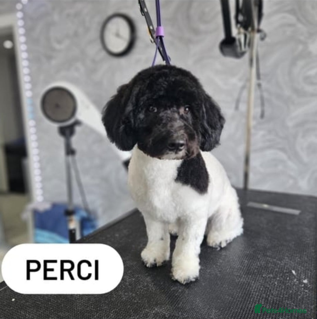 Mixed Breed dogs for sale: **Only 1 Boy Left** Miniture Cavapoo X Sproodle - Image 8