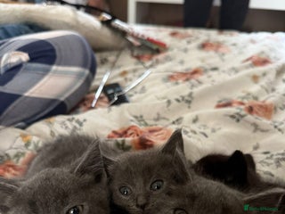 RagaMuffin cats - Advert 1