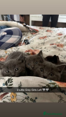 RagaMuffin cats - Advert 1