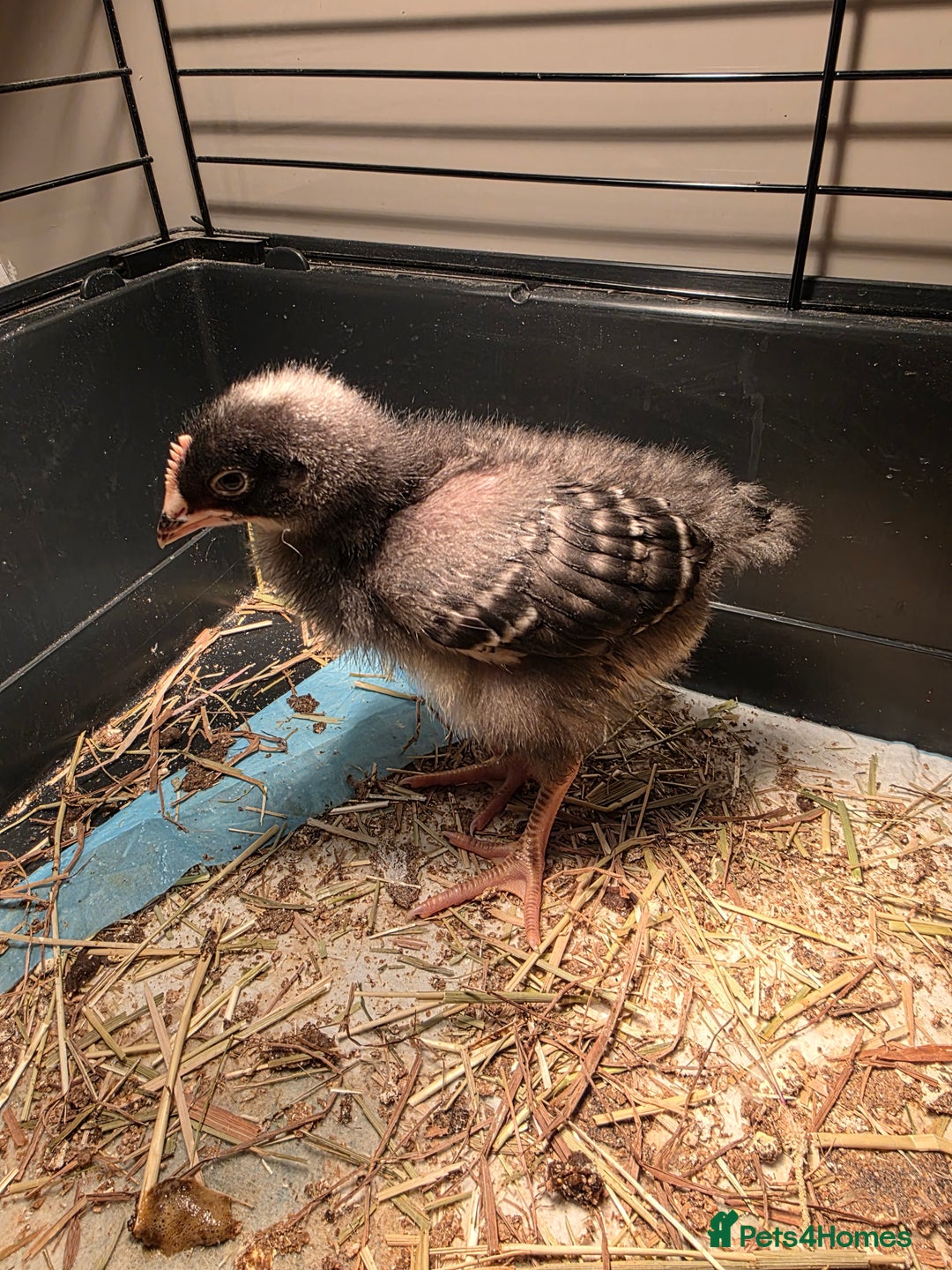 Chickens poultry for sale: 5 chicken  - Advert 2