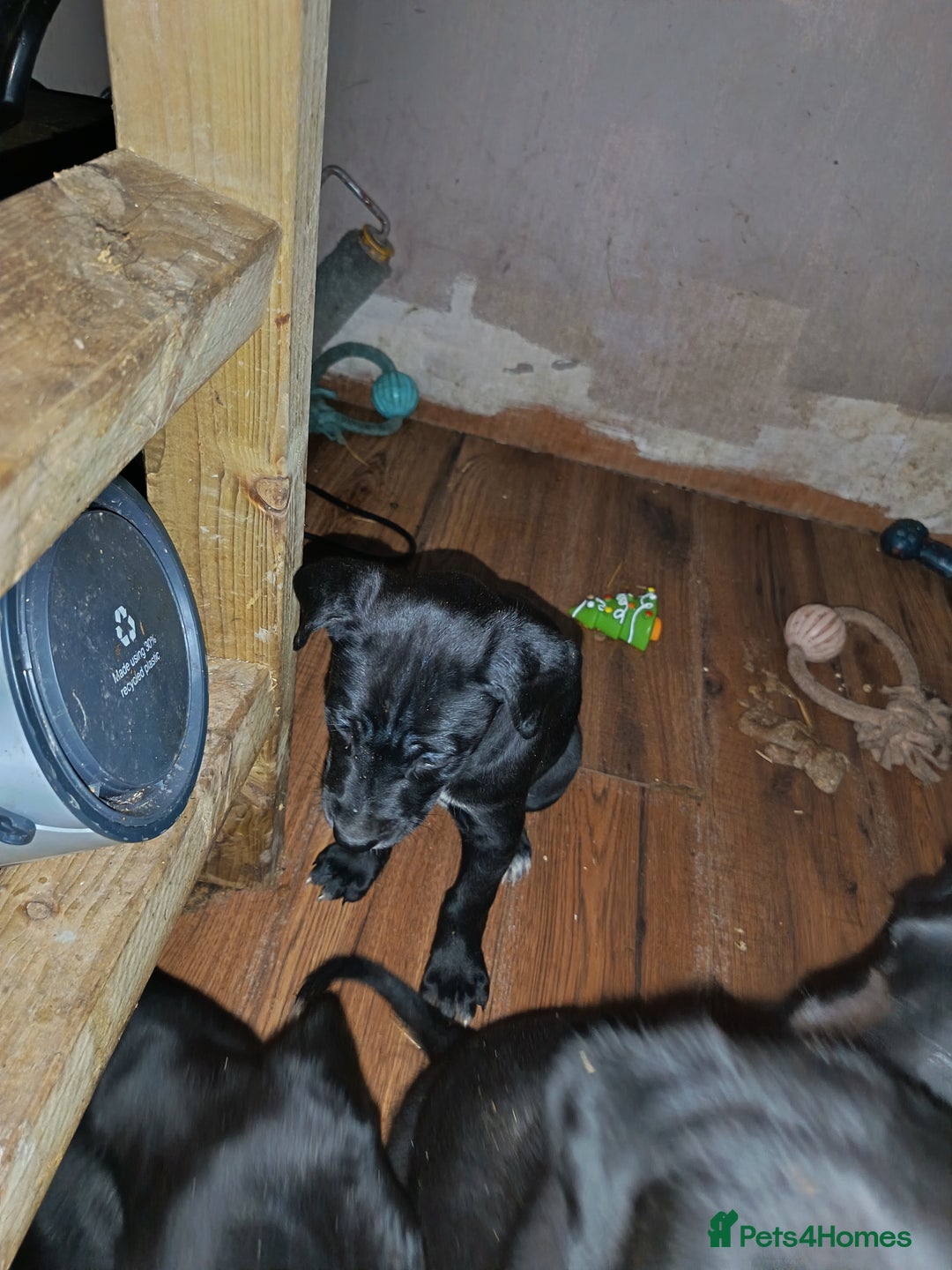 Mixed Breed dogs for sale: Cane Corso x lurcher (saluki/greyhound) )  - Advert 2