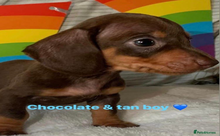 Miniature Dachshund dogs - Advert 10