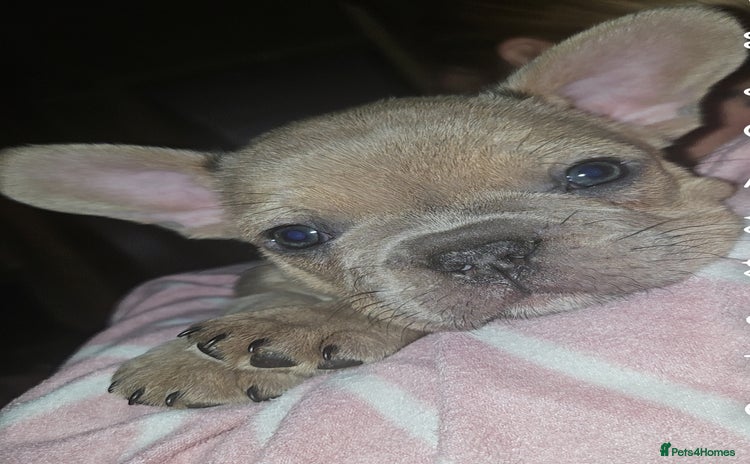 French Bulldog dogs - Advert 13