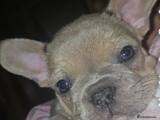 French Bulldog dogs - Advert 5