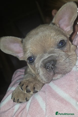 French Bulldog dogs - Advert 13