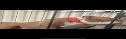 English Bulldog dogs for sale: KING 👑🦍 IS READY TO LEAVE ✈️ KC REG 📝 in 🤚 ✅ - Advert 13
