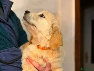 Golden Retriever dogs Stunning KC Golden Retriever Puppies ready 25.04 - Advert 5