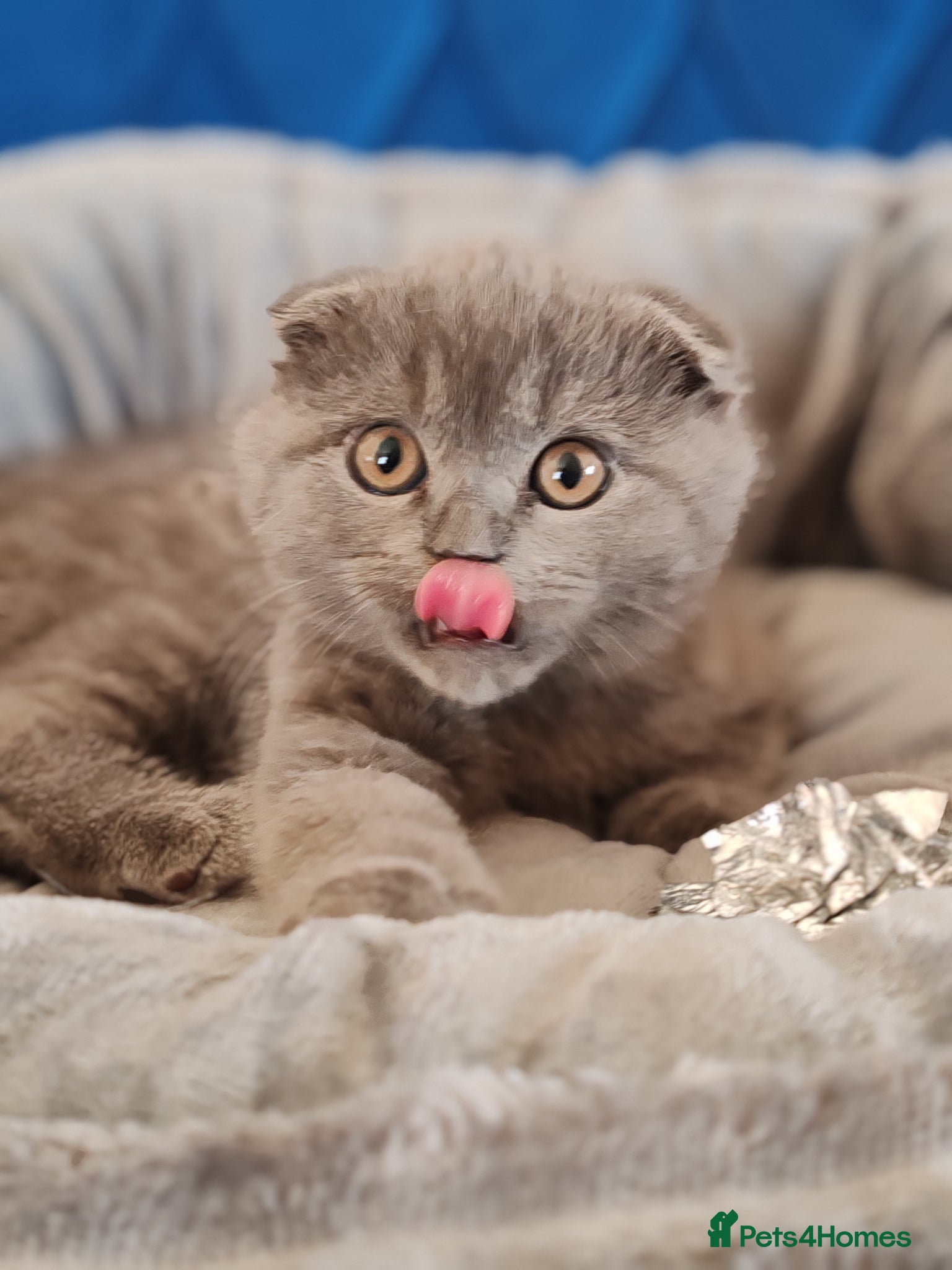 Scottish Fold cats Last 2 😺 Scottish fold x BSH left.  - Advert 1